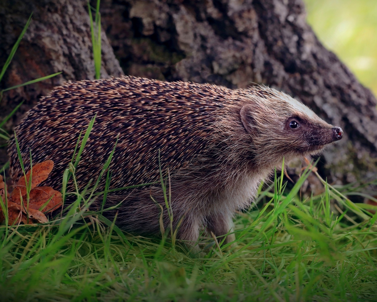 Old hedgehog on green grass under a tree