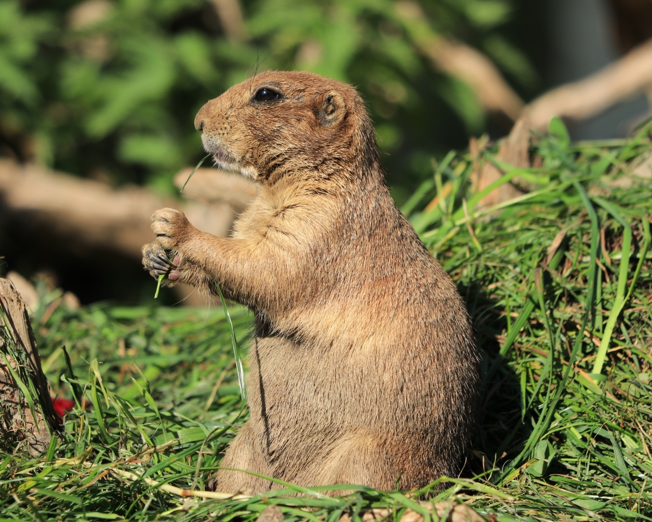 Луговая собачка грызет траву