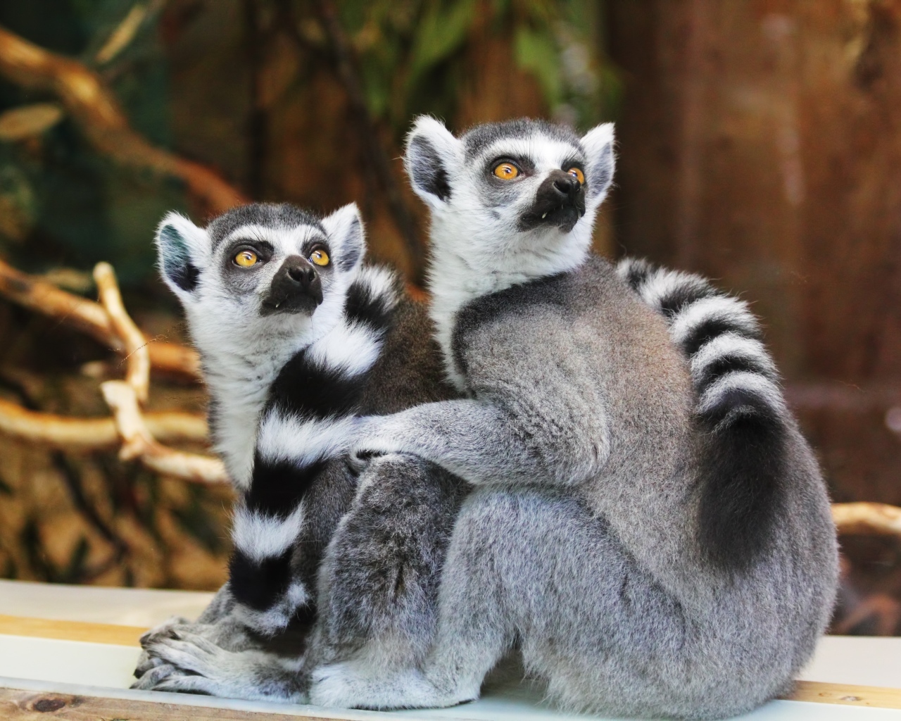 Два полосатых лемура в зоопарке