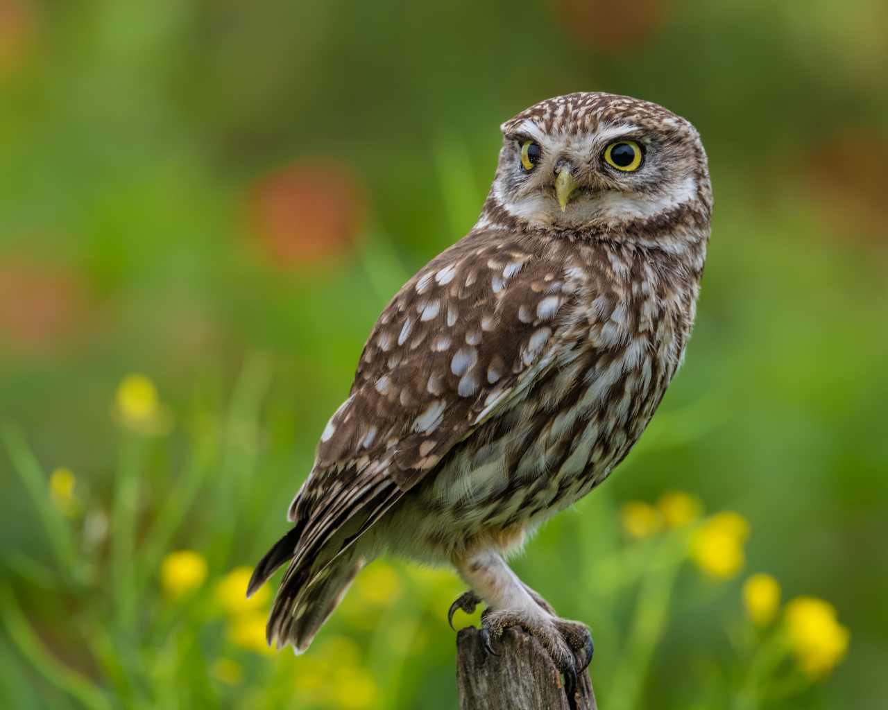 Красивая большая сова с желтыми глазами сидит на дереве