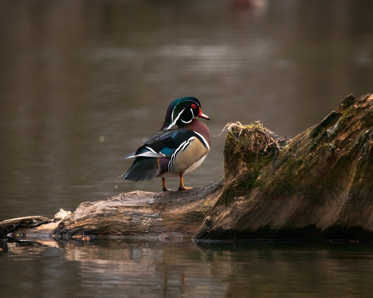 Красивая утка сидит на коряге в воде