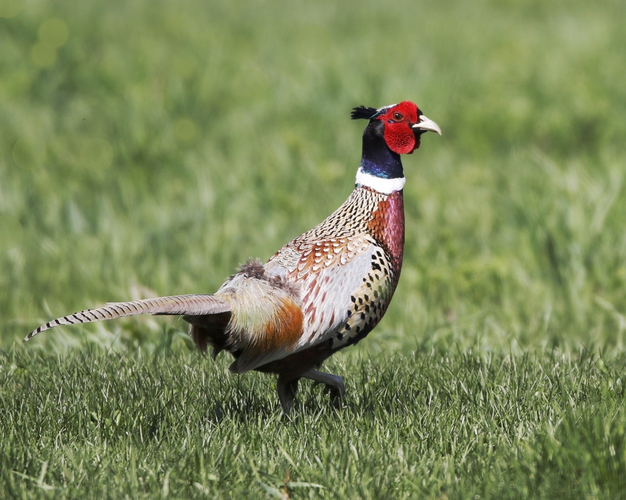 Красивый пестрый фазан идет по траве