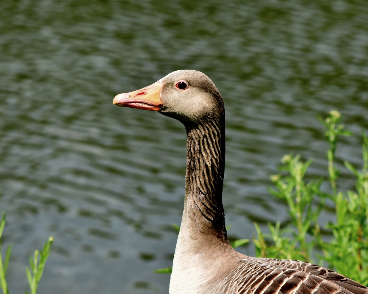 Большой серый гусь стоит у воды