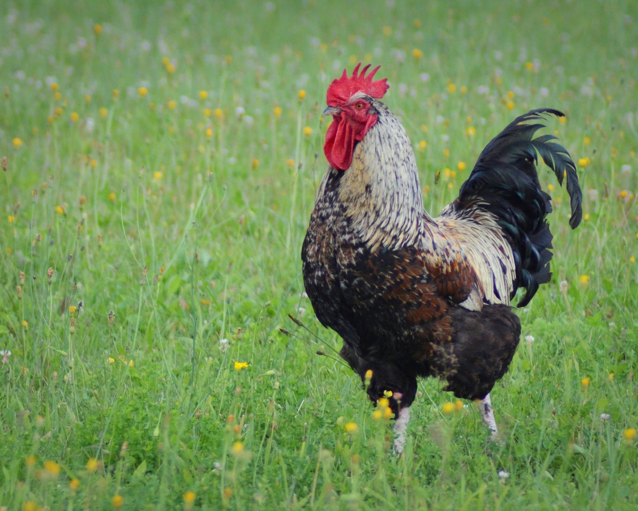 Большой петух стоит на зеленой траве
