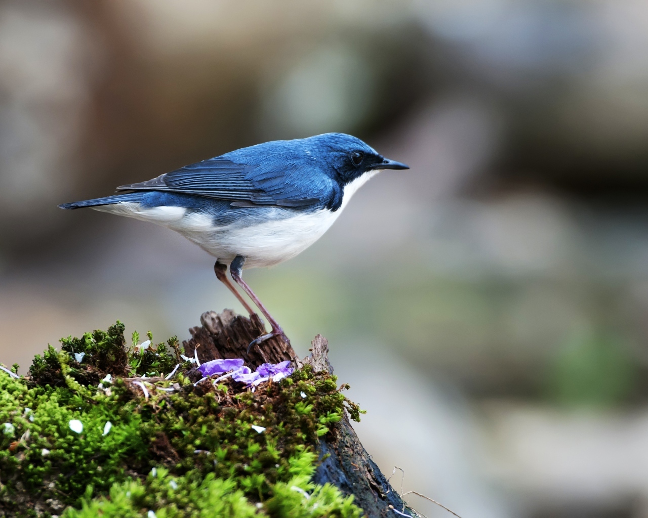 Птица сидит на покрытом мхом пне