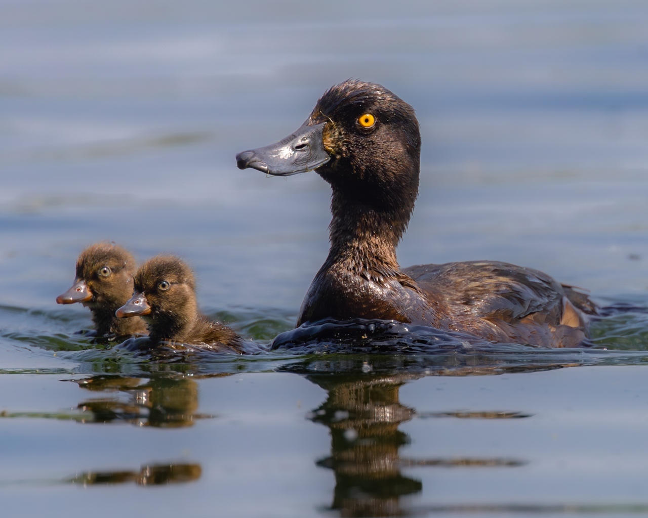 Утка в птенцами плывет по воде