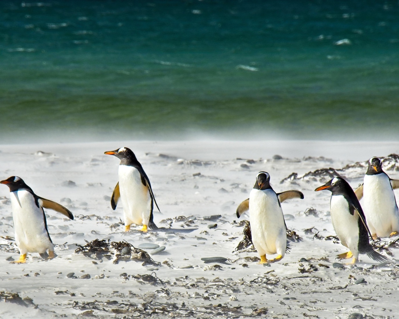 Стая пингвинов на заснеженном берегу
