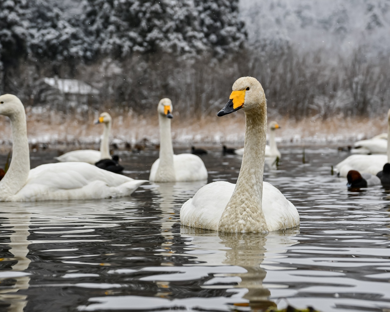 Стая белых лебедей в холодном озере зимой