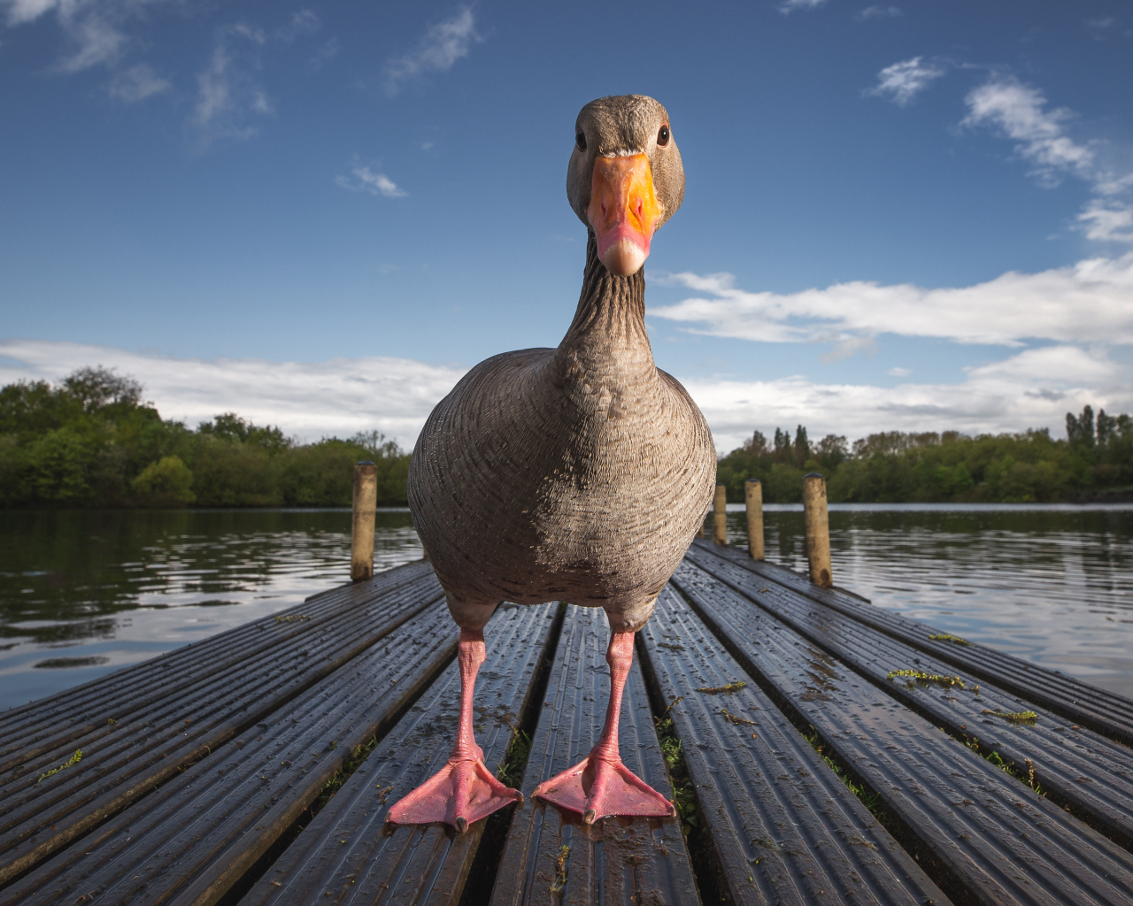 Гусь стоит на мокром мосту у озера