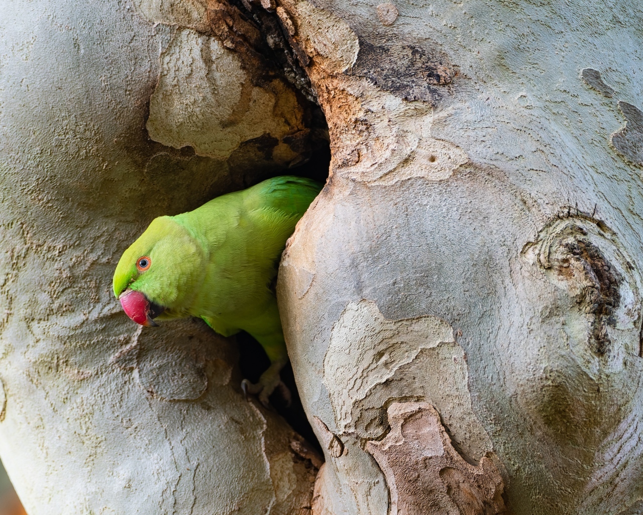 Зеленый попугай сидит в дупле дерева