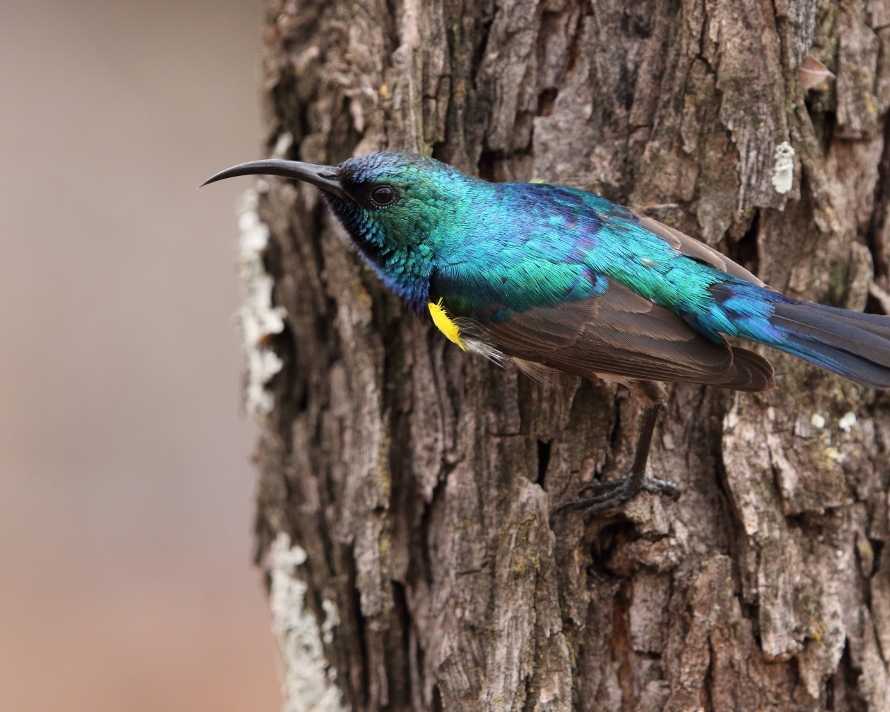 Птица зимородок с острым клювом сидит  на дереве 