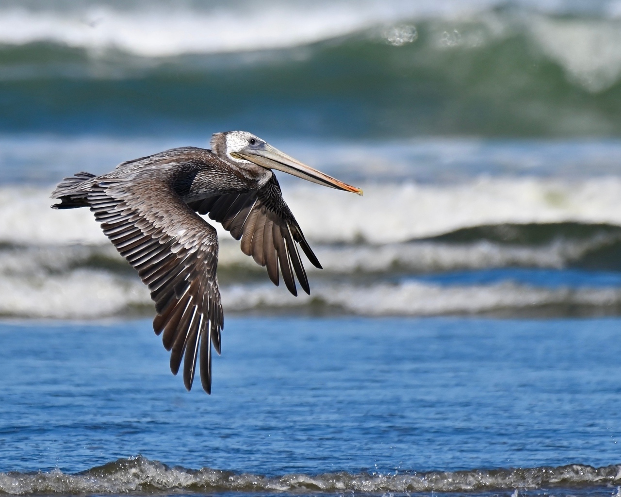 Большой коричневый пеликан летит над водой
