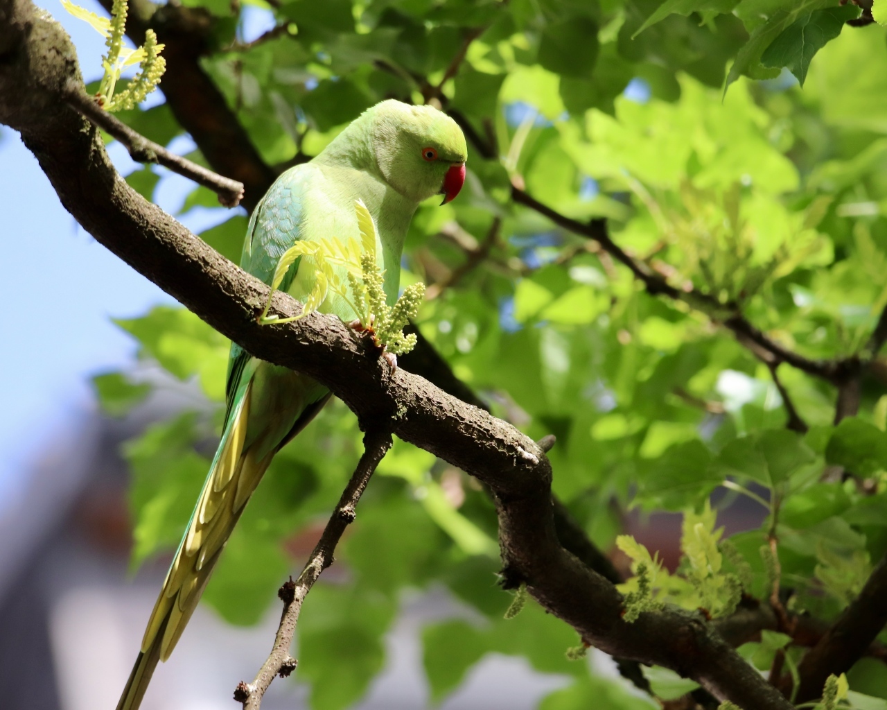 Большой зеленый попугай сидит на ветке дерева