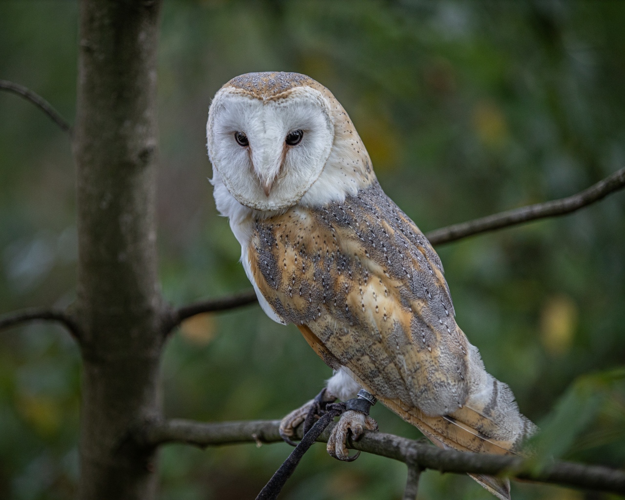 Большая сова сидит на ветке в лесу