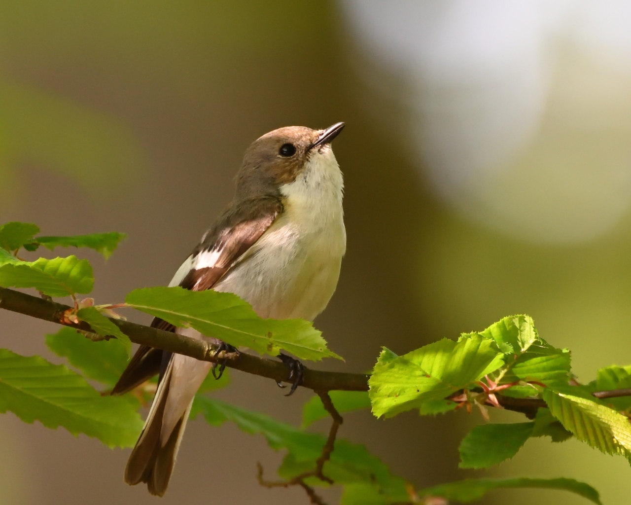 Маленькая птичка сидит на ветке с зелеными листьями