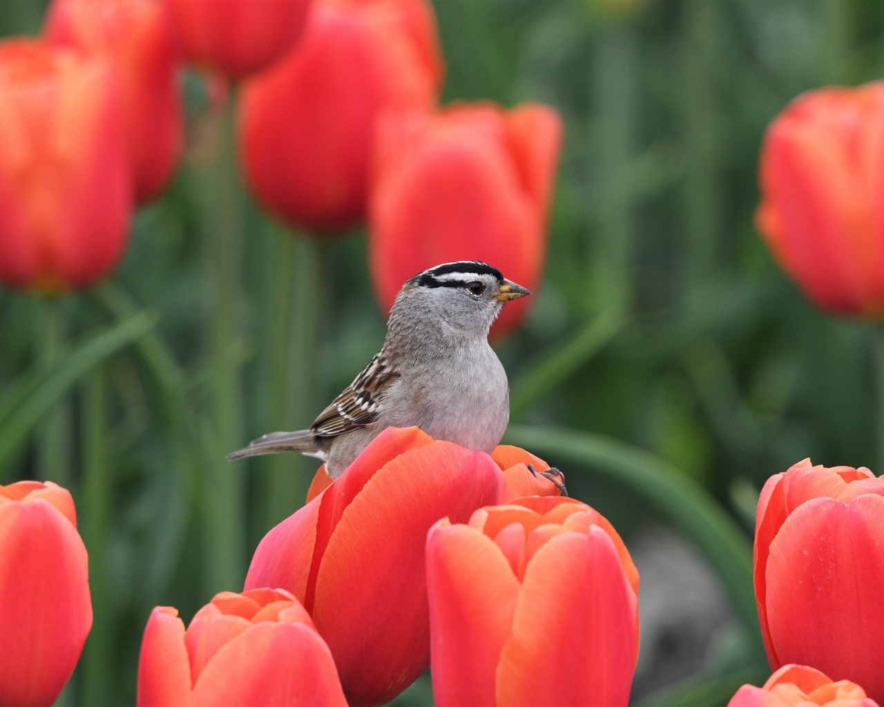 Маленькая птица сидит на красном тюльпане