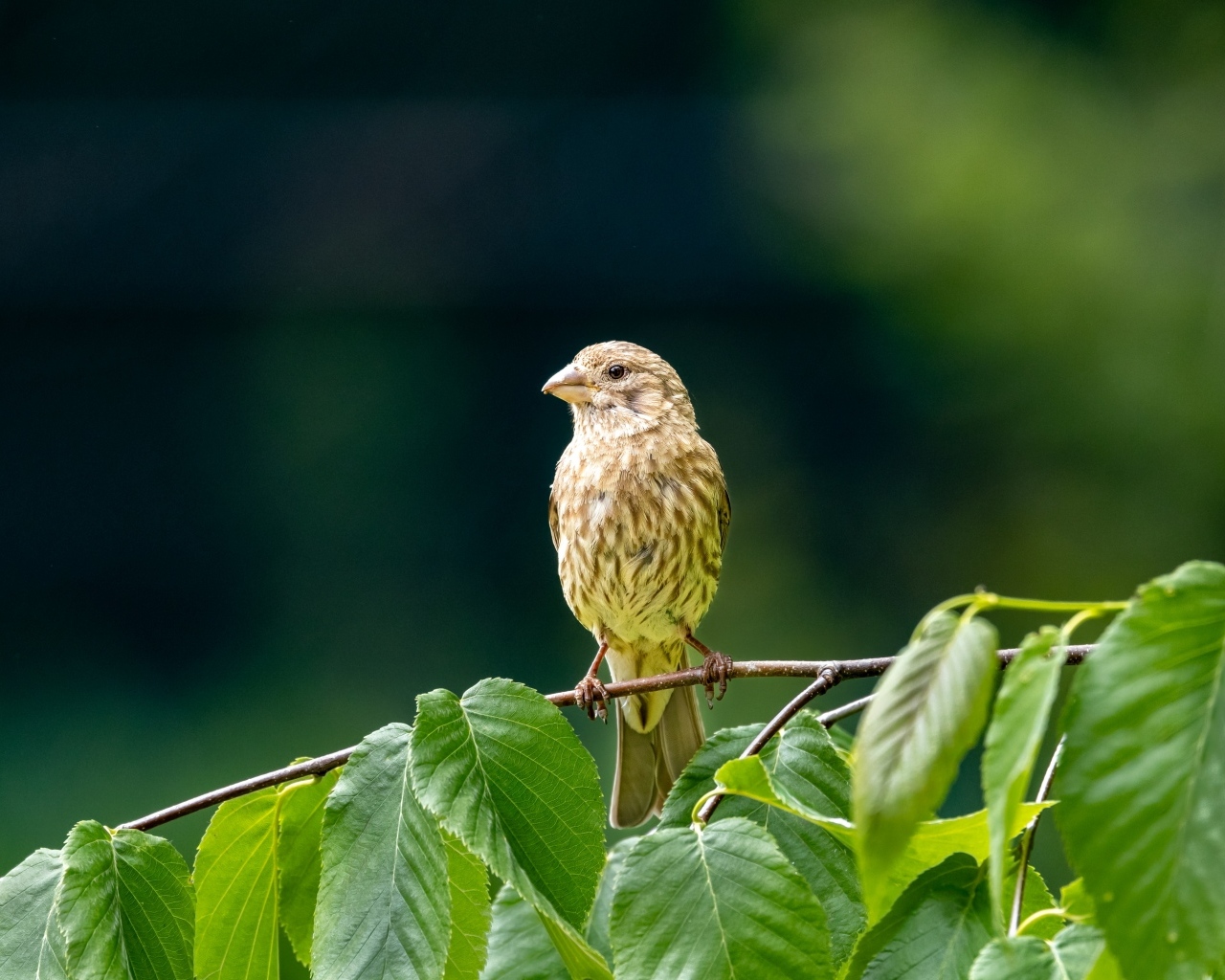 Маленькая серая птица сидит на ветке с зелеными листьями