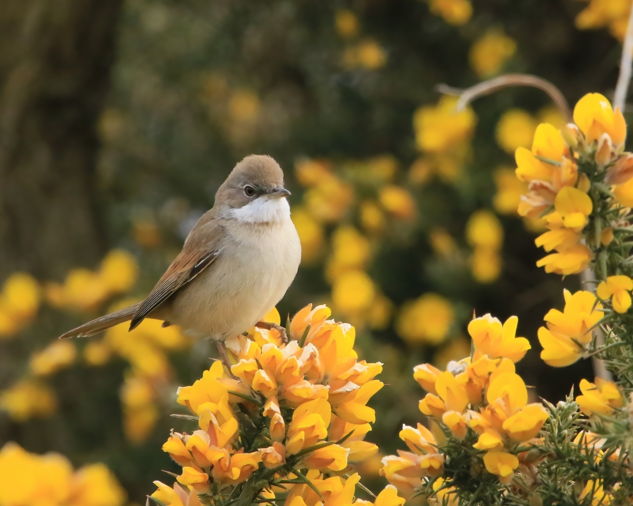 Маленькая серая птичка сидит на ветке с желтыми цветами