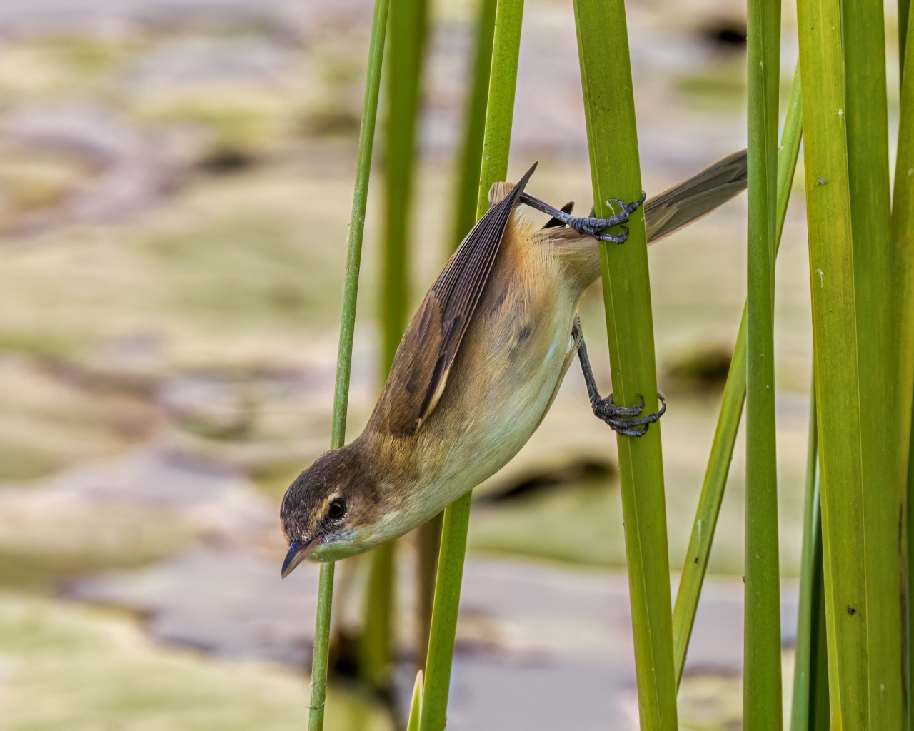 Маленькая птица иволга висит на зеленых камышах