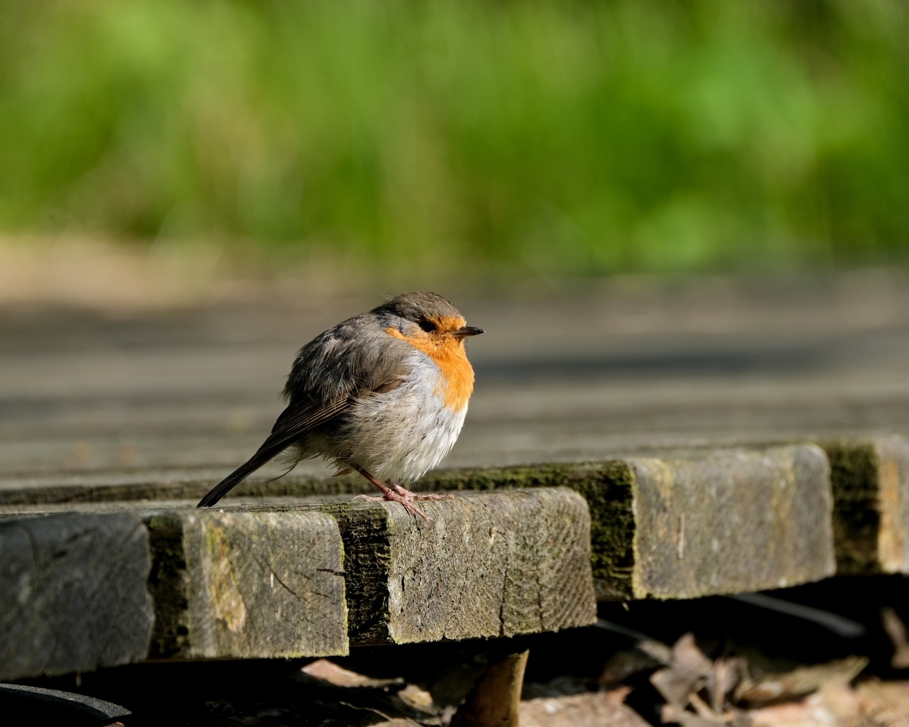 Маленькая нахохлившаяся птица сидит на мосту