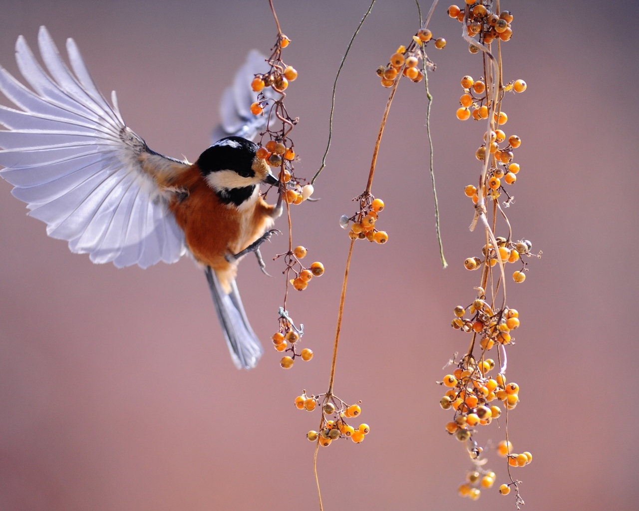 Синица срывает ягоды с ветки на лету