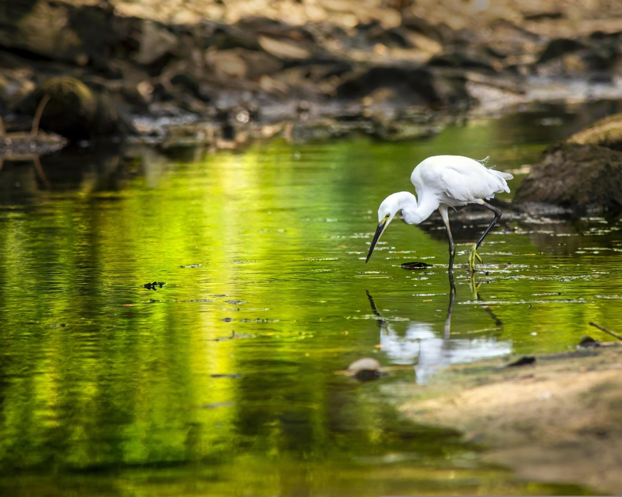 Белая цапля с острым клювом охотится в пруду