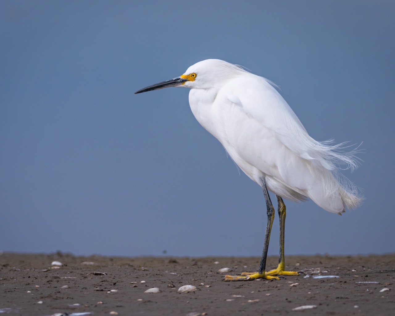 Белая цапля с острым клювом стоит на песке