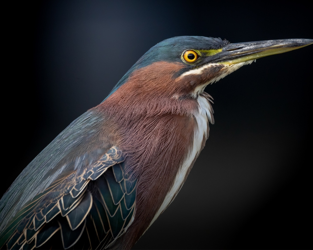 Американская зеленая кваква крупным планом