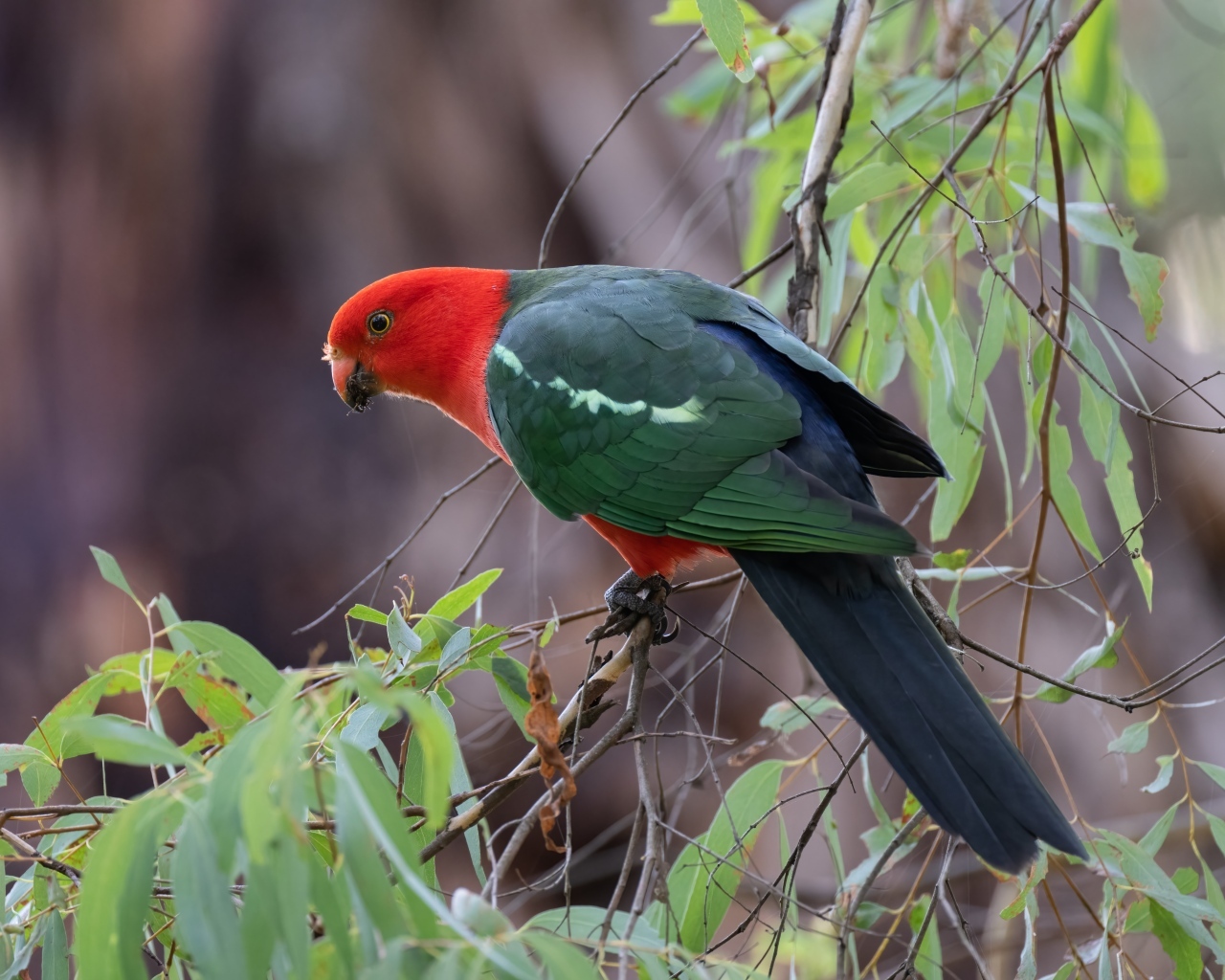 Австралийский королевский попугай на ветке дерева