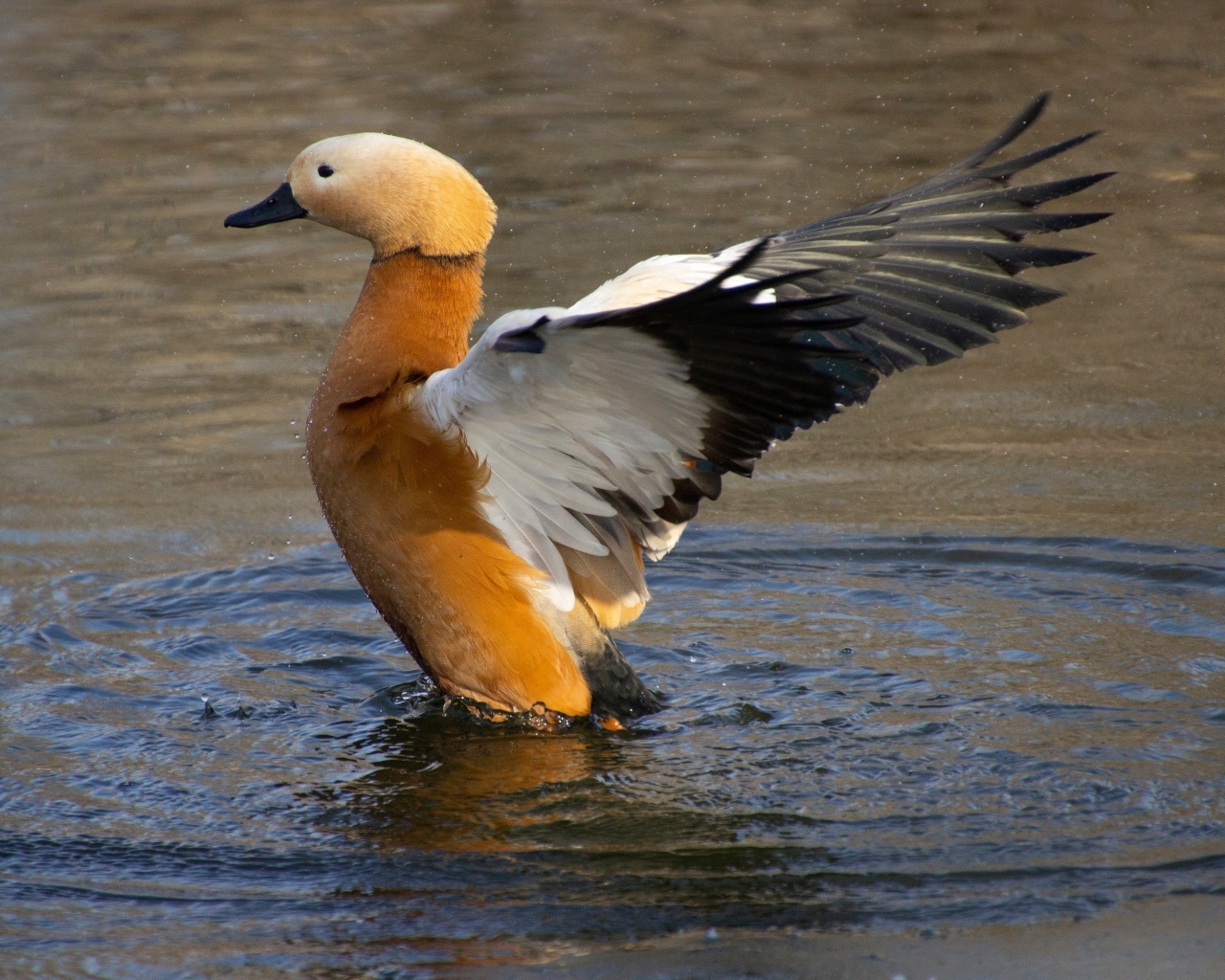 Красивый коричневый гусь в воде