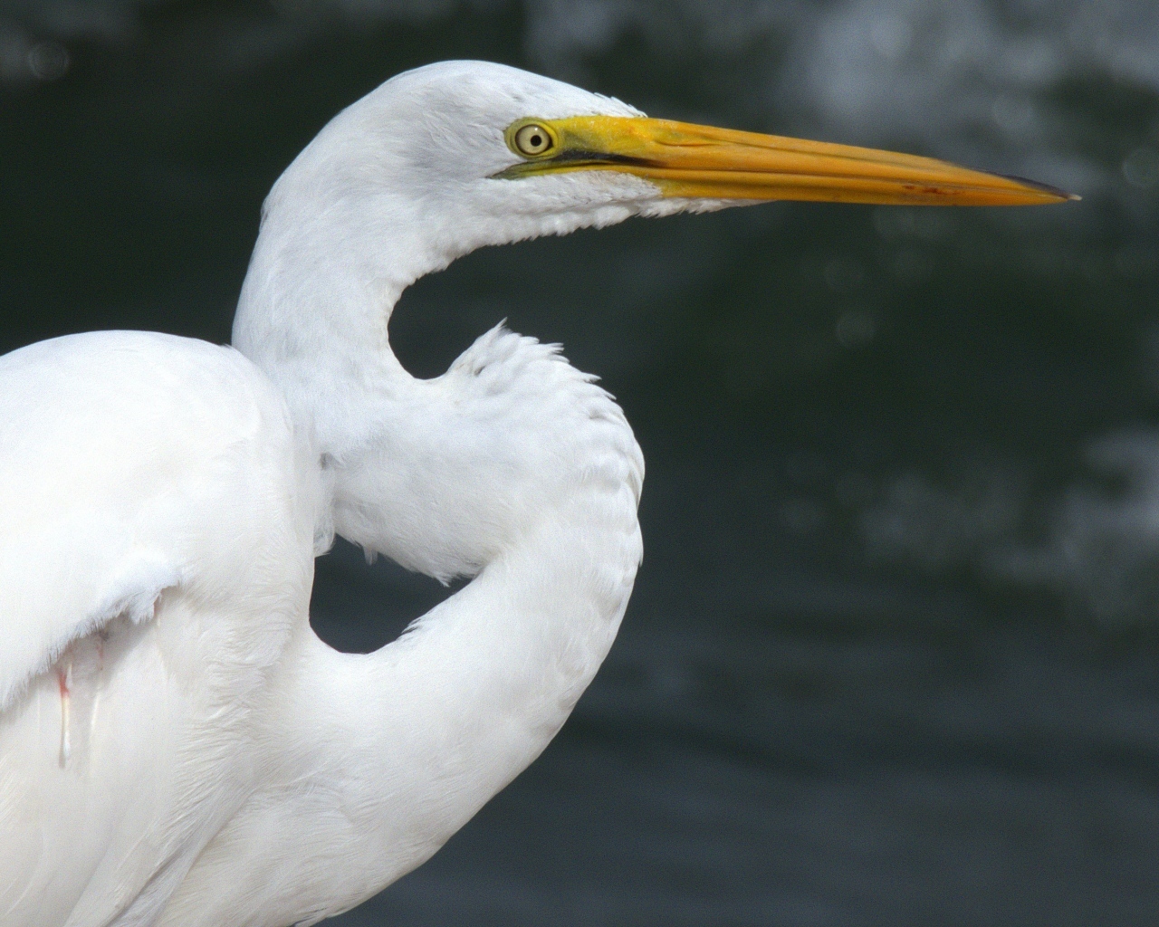 Красивая белая цапля с длинным острым клювом