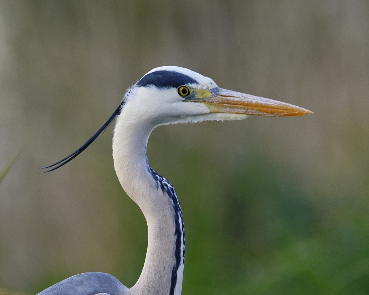 Красивая цапля с острым клювом