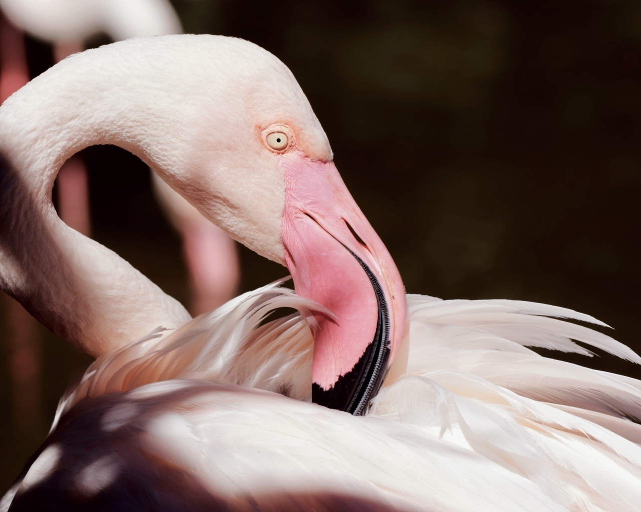 Красивый розовый фламинго крупным планом