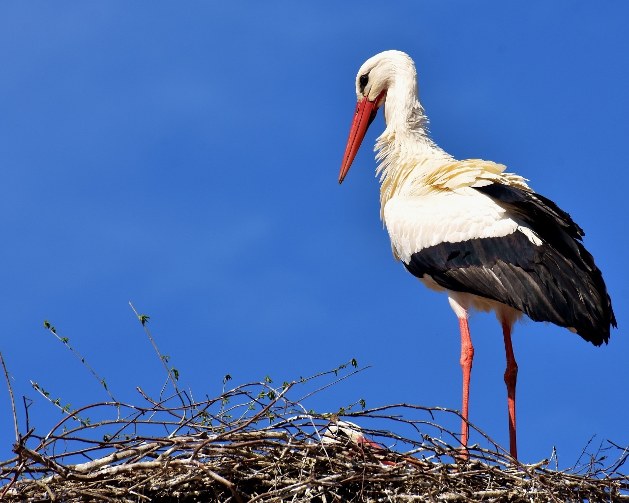 Красивый аист в гнезде на голубом фоне