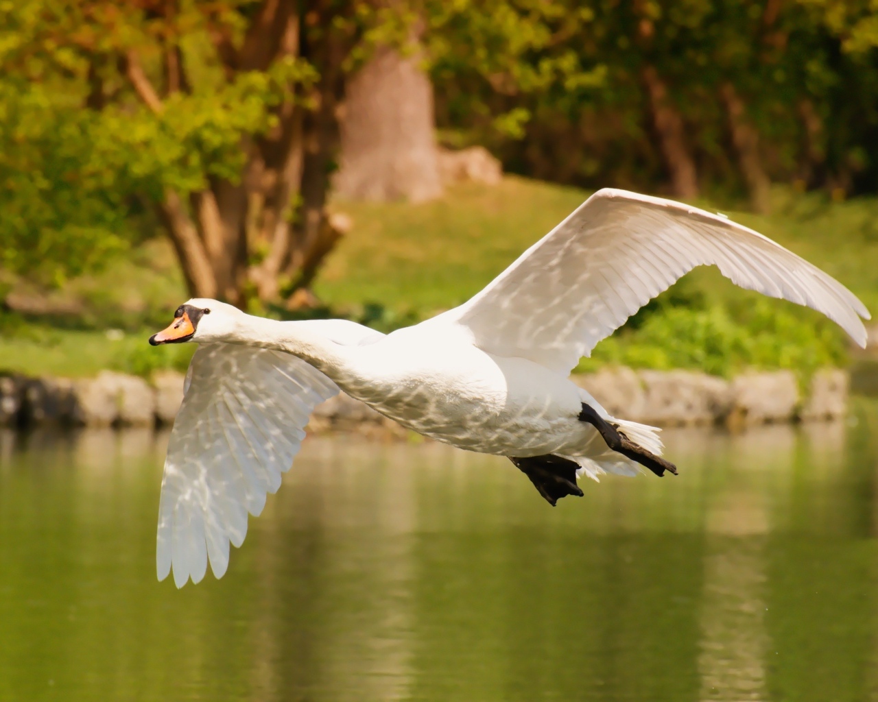 Красивый белый лебедь летит над водой
