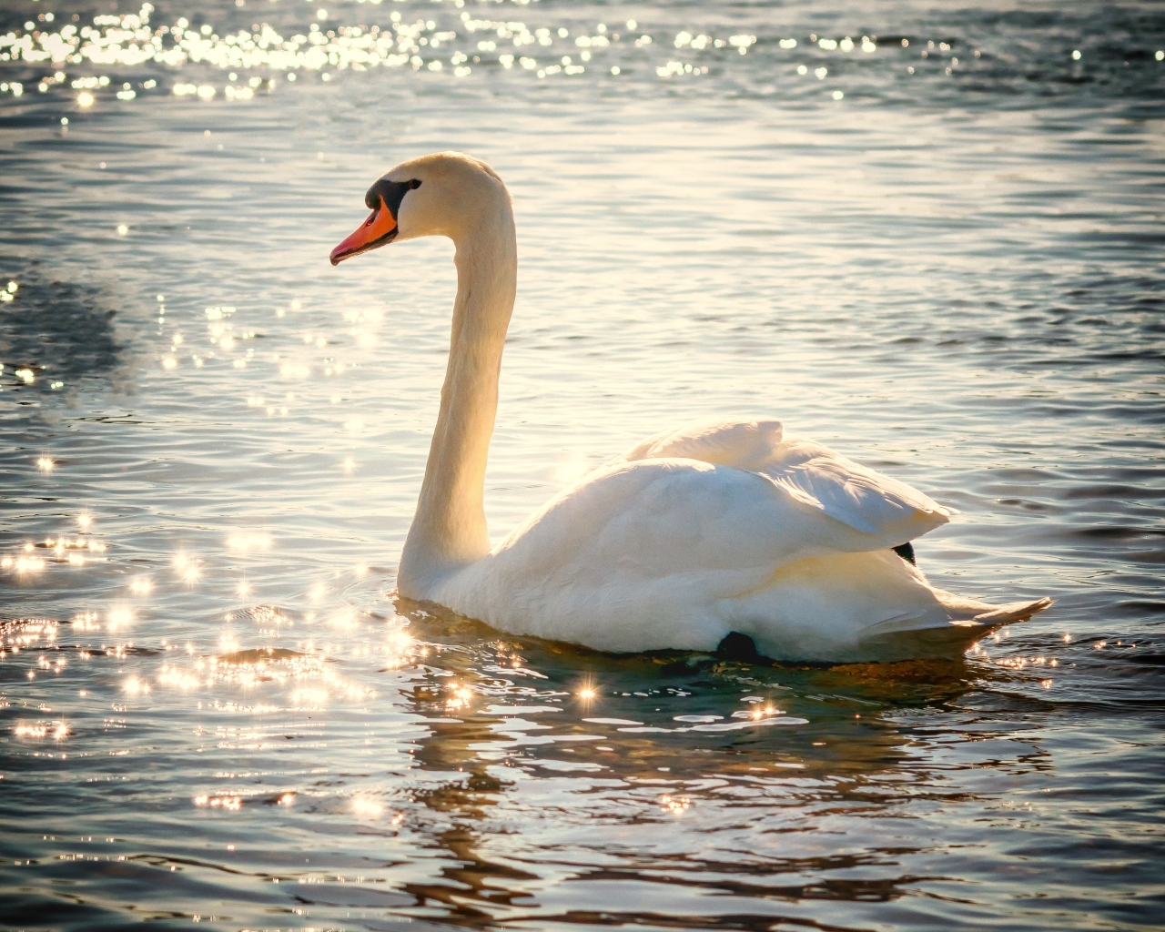 Красивый белый лебедь в лучах солнца в пруду