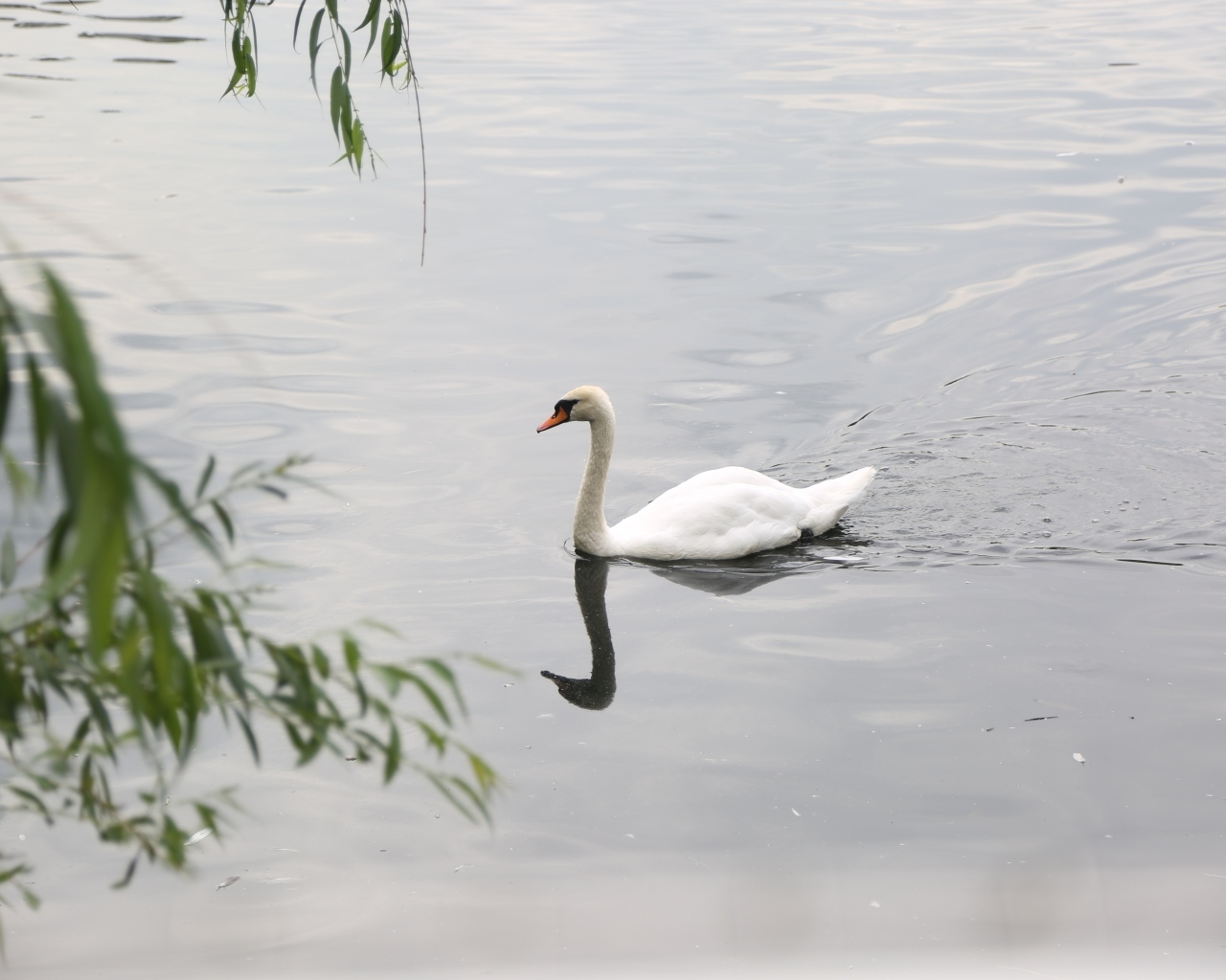 Красивый белый лебедь плавает в воде