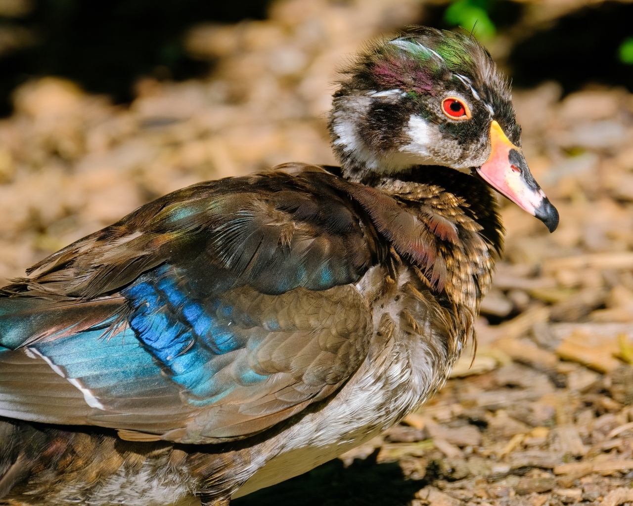 Красивая дикая утка 