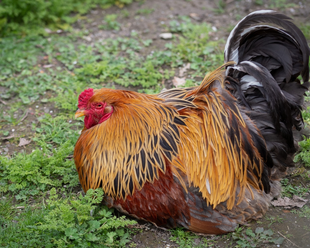 Большой красивый домашний петух