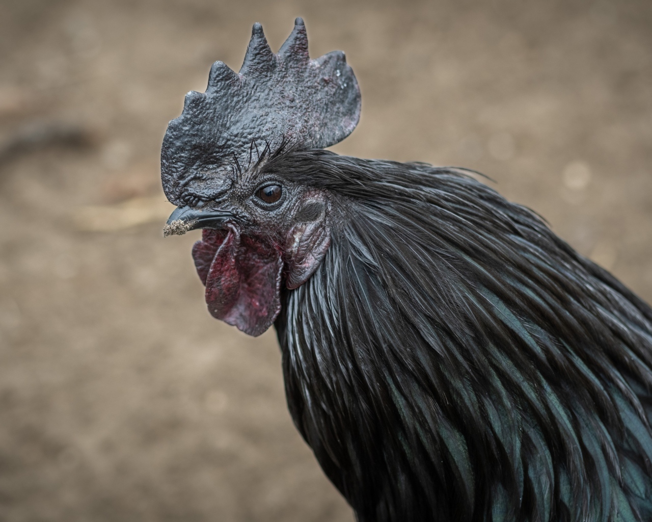 Большой черный домашний петух 