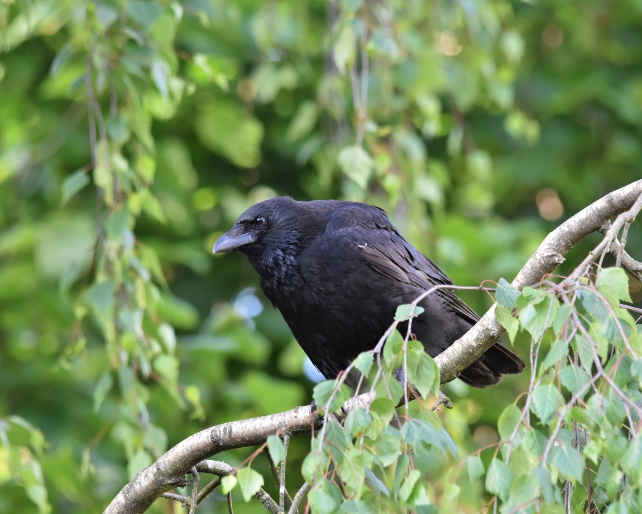 Большой черный ворон сидит на ветке
