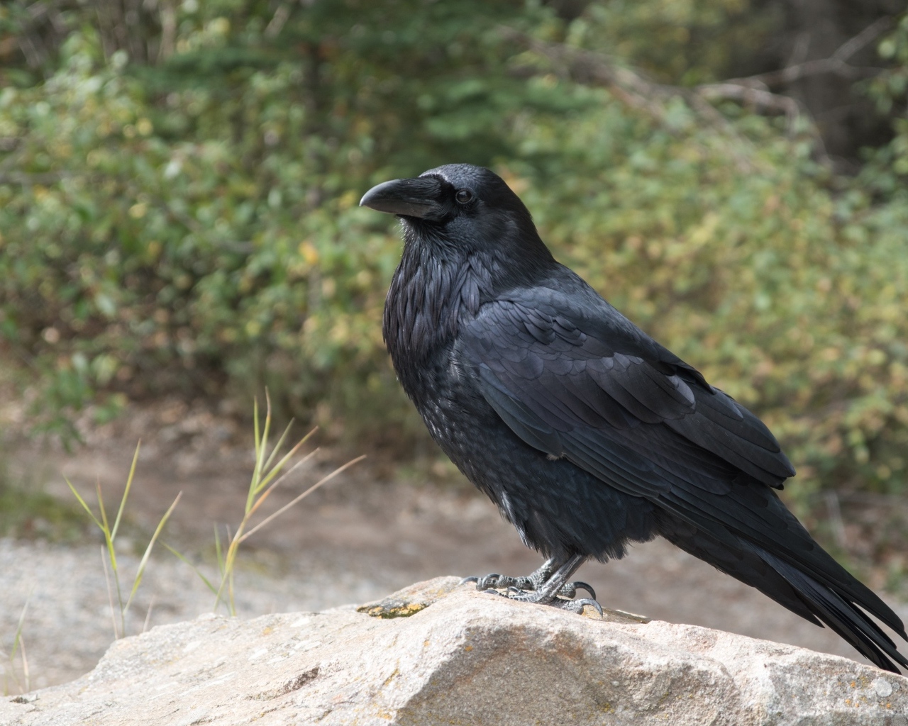 Большой черный ворон стоит на камне