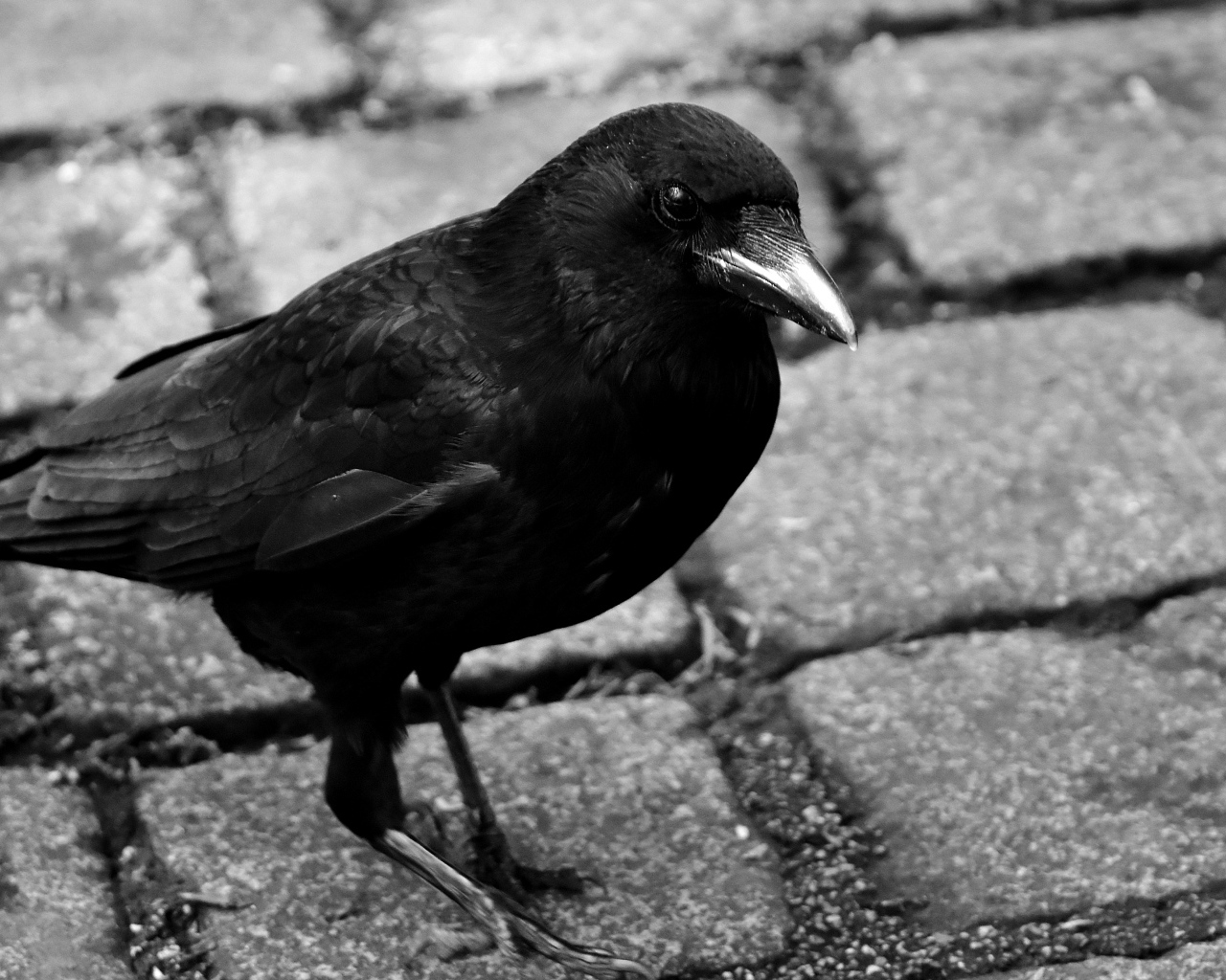 Большой черный ворон стоит на дороге