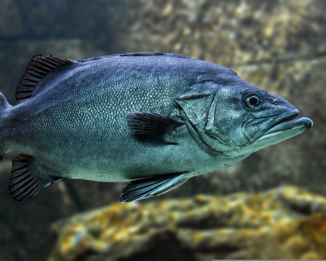Большая синяя рыба в воде