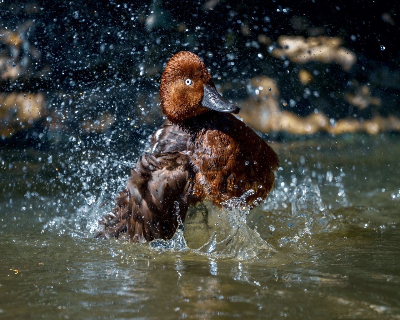 Большая коричневая утка купается в воде