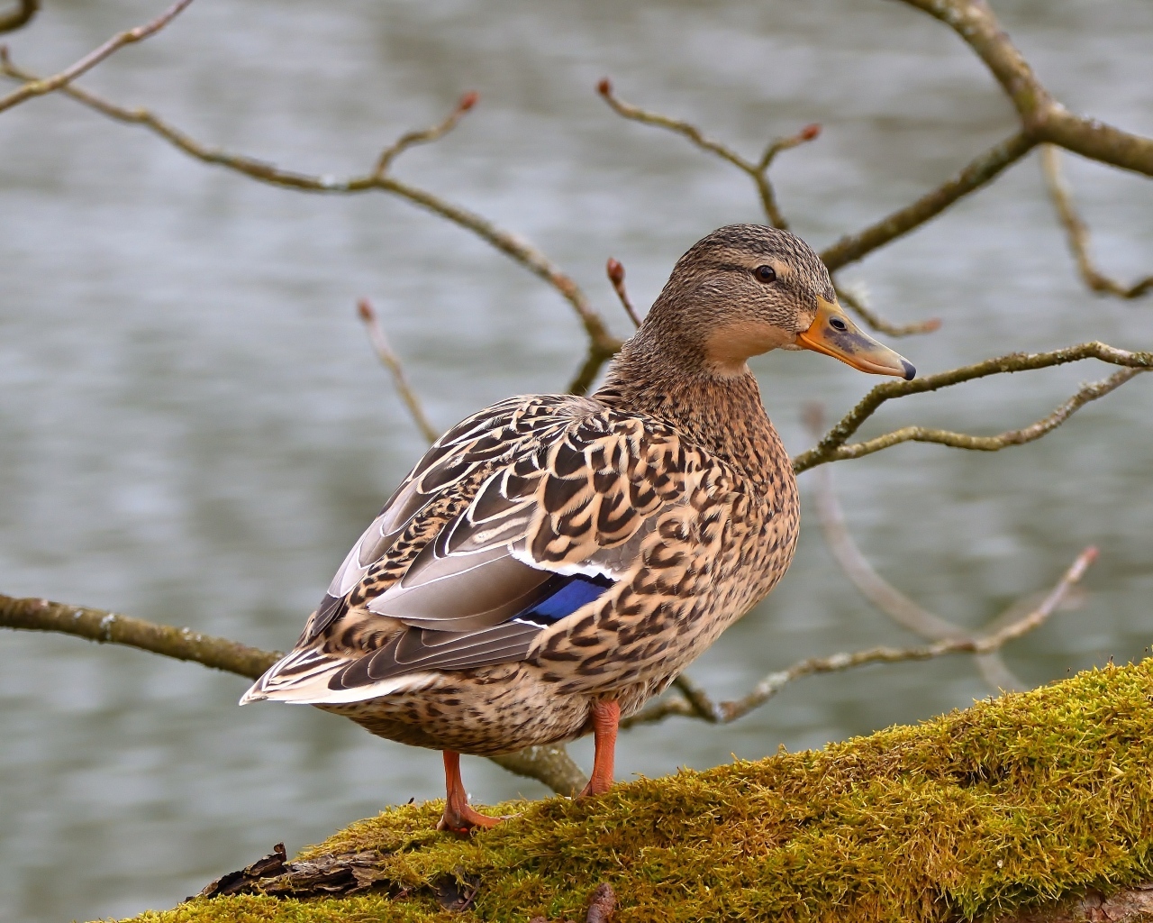 Большая серая утка у воды
