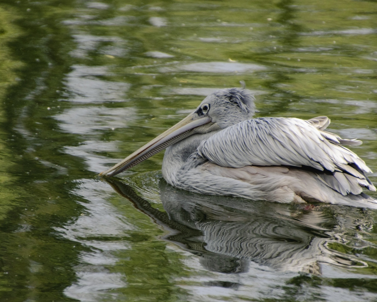 Большой серый пеликан в воде