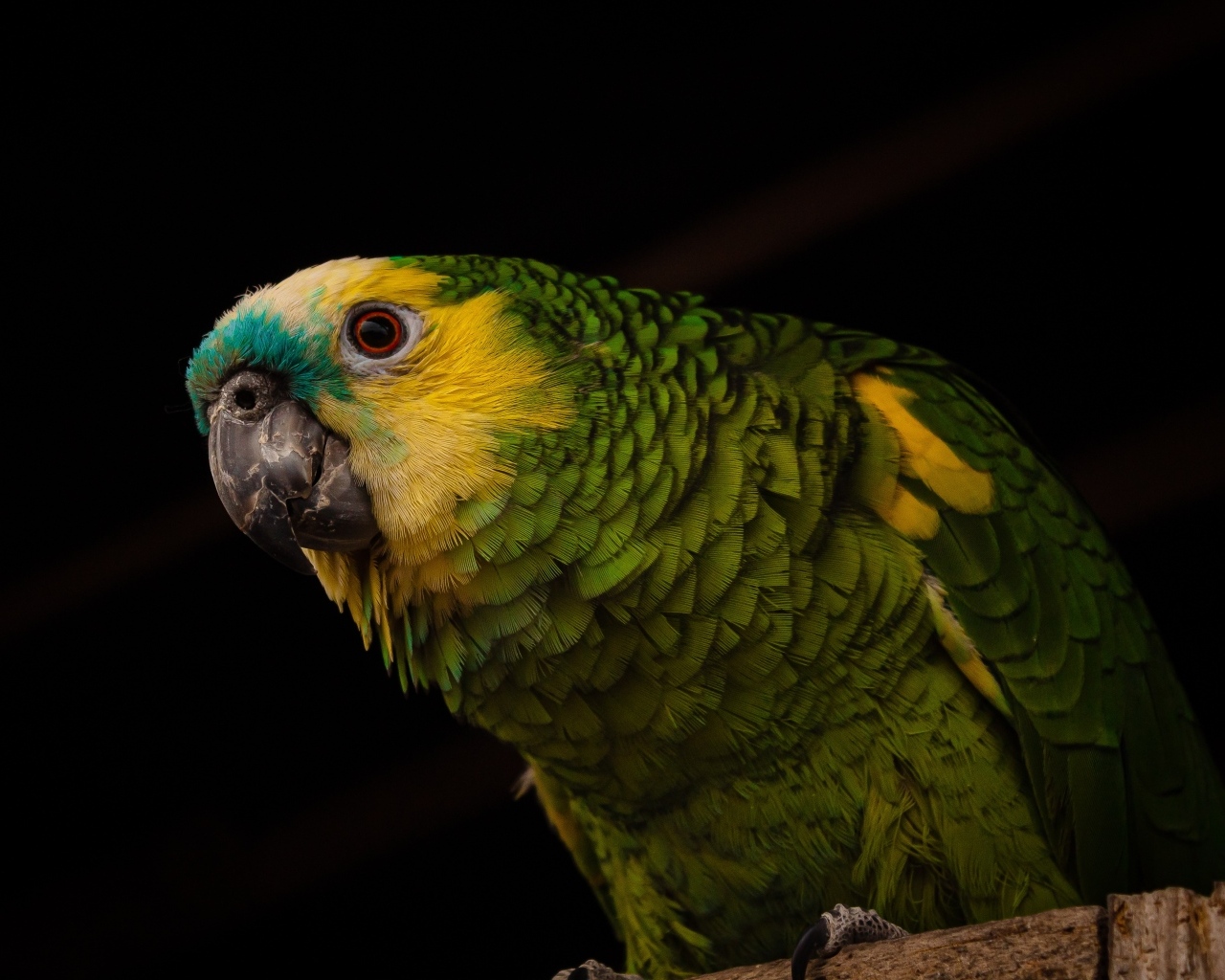 Большой зеленый попугай на черном фоне