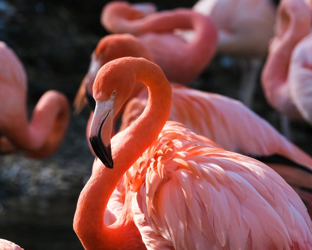 Большой розовый фламинго крупным планом