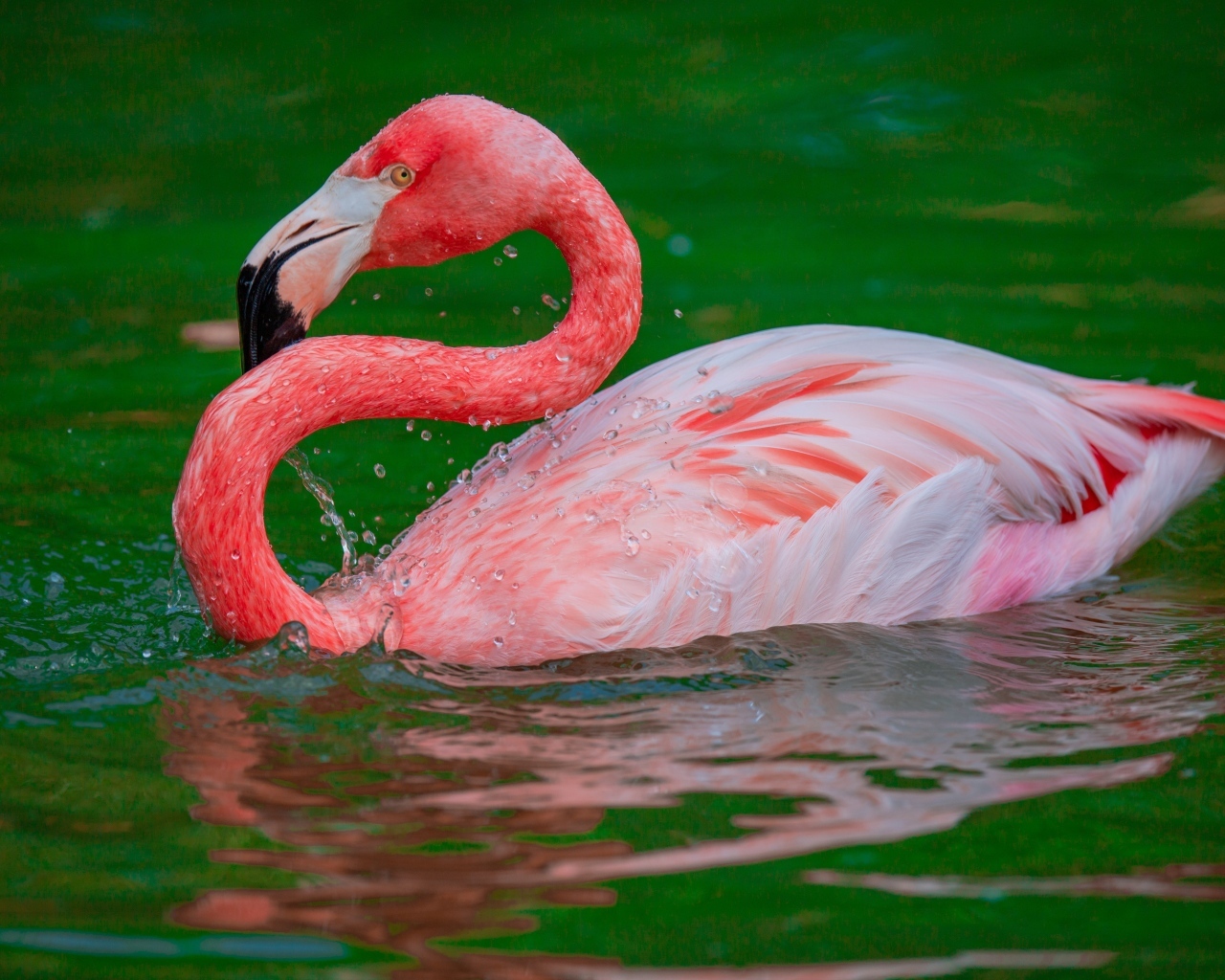 Большой розовый фламинго плавает в воде 